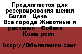Предлагаются для резервирования щенки Бигля › Цена ­ 40 000 - Все города Животные и растения » Собаки   . Коми респ.